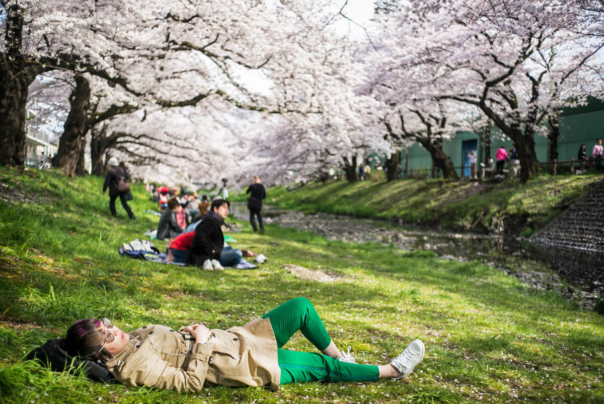 Tokyo cherry blossom beauty