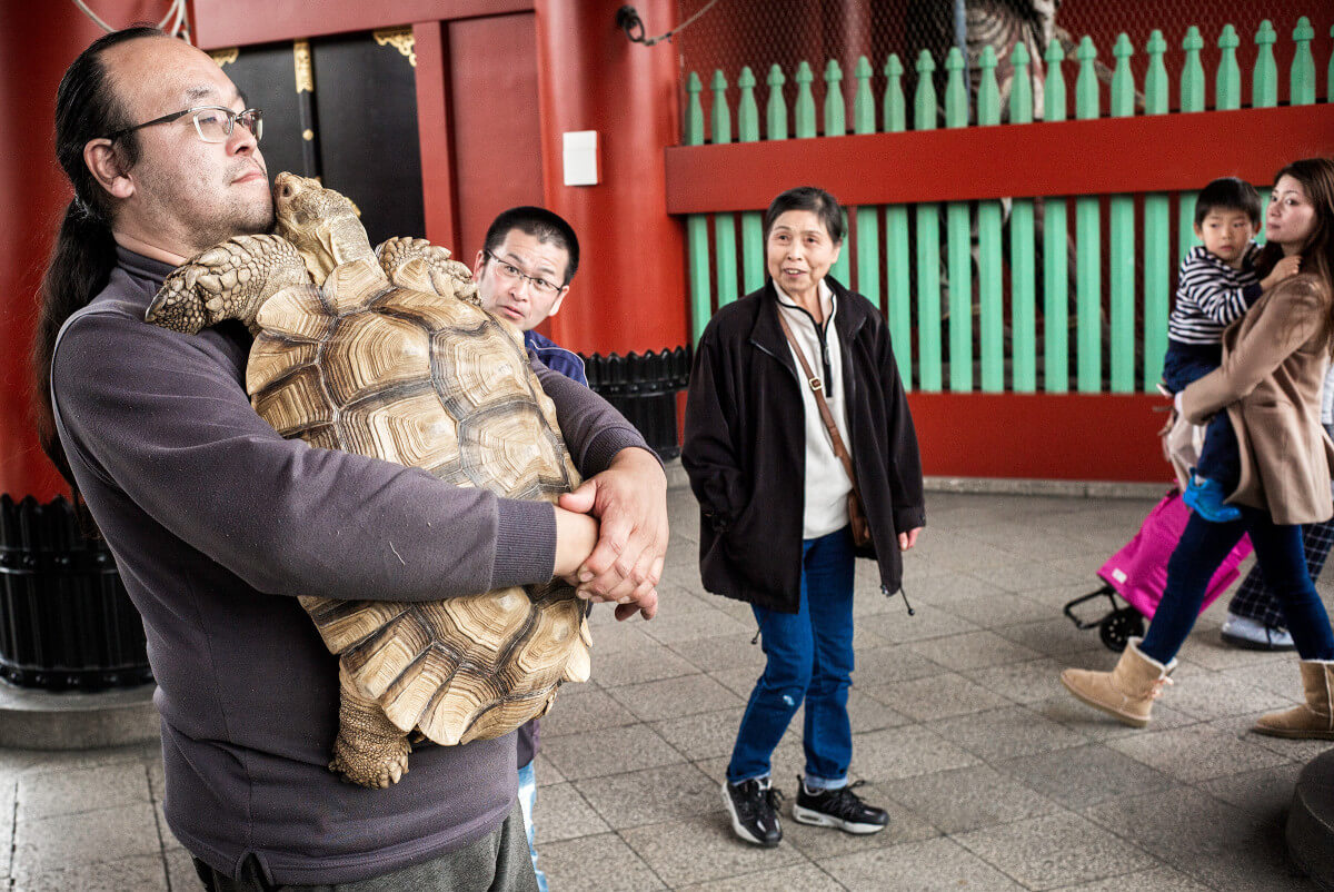 giant tortoise in Tokyo