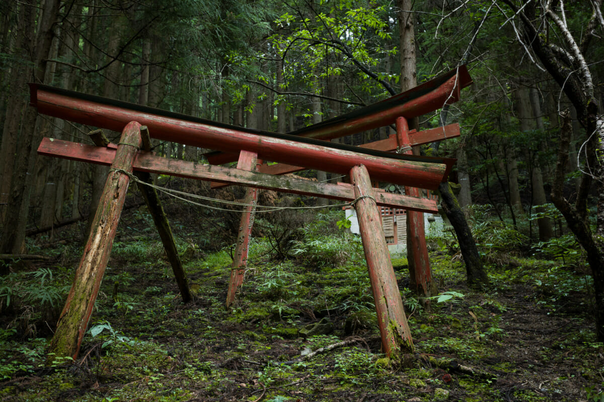 decaying Japanse torii gates