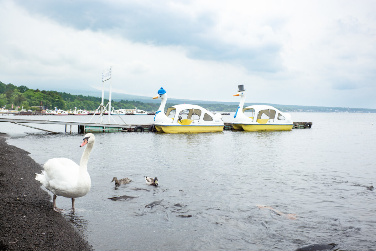 the surreal swan boats of mount fuji