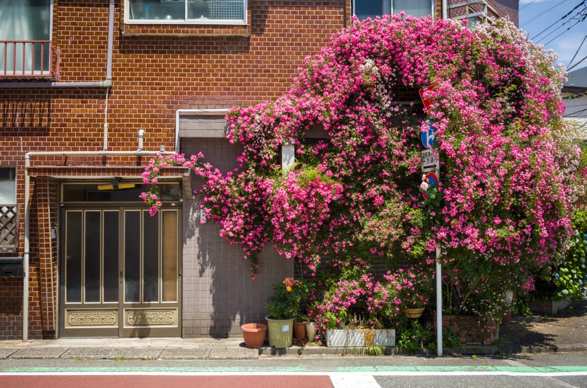 The colours and contrasts of north Tokyo