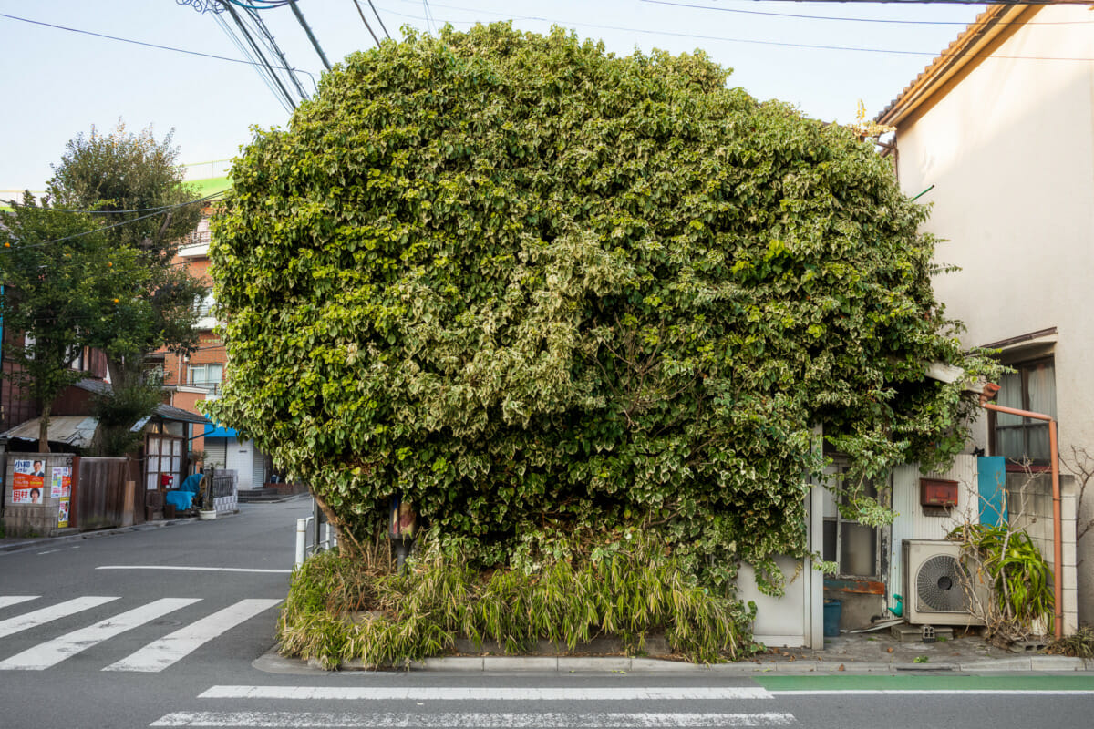an overgrown Tokyo barber shop