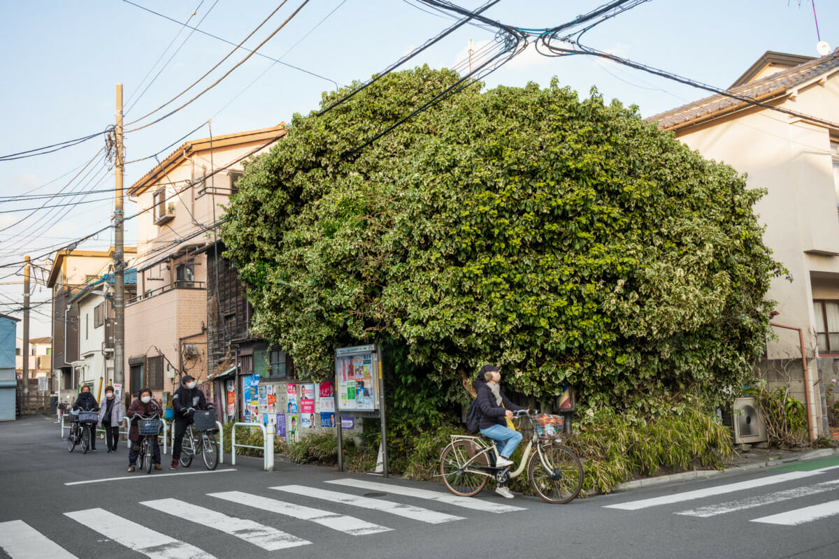 an overgrown Tokyo barber shop
