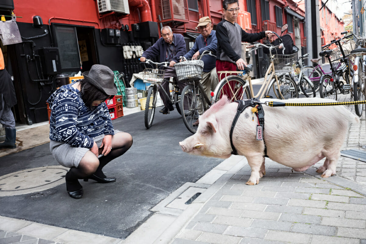tokyo pet pig and a Japanese man in a dress