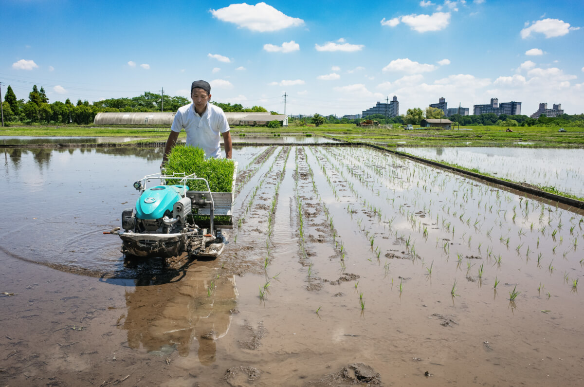 rice fields and rice planting in west Tokyo