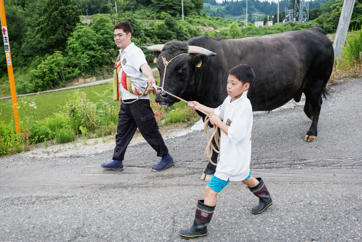 a large bull in rural Japan