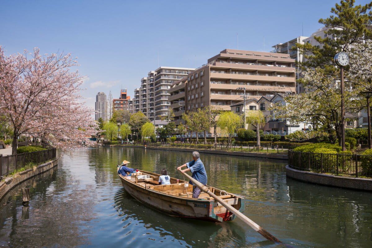 A Tokyo cherry blossom journey