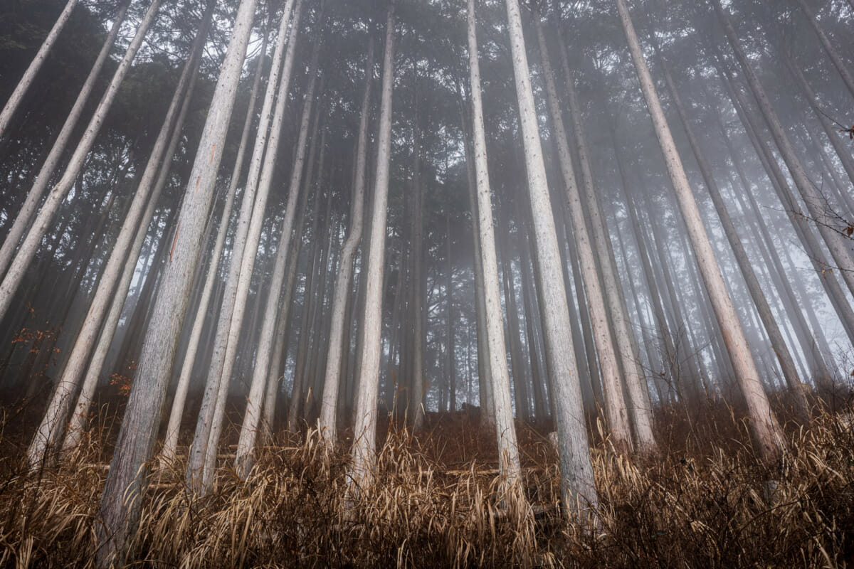 a misty tokyo forest