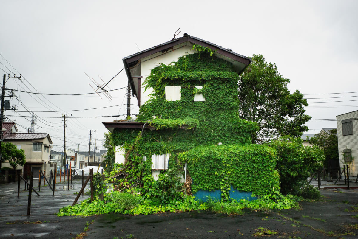 Tokyo urban greenery